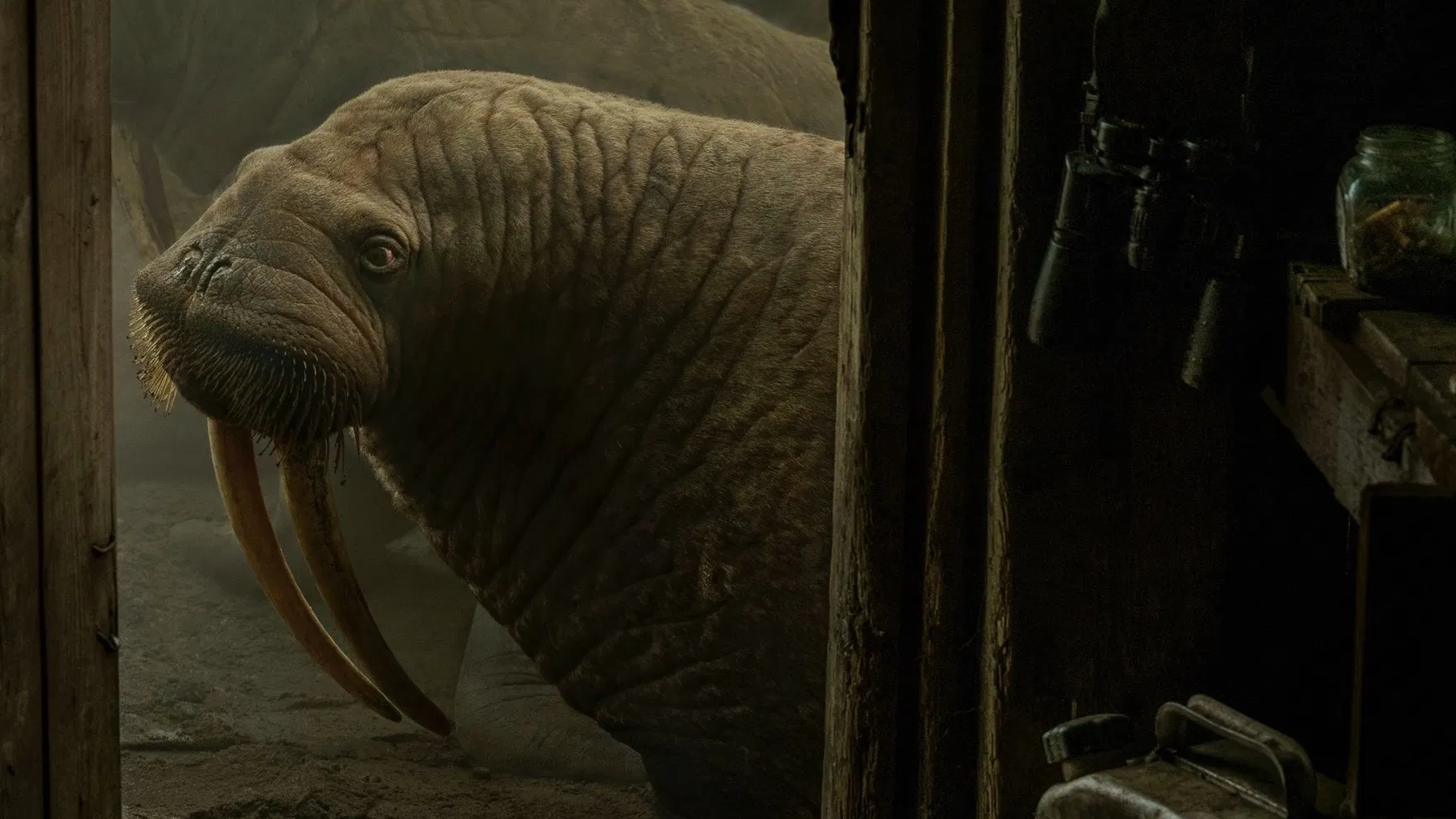 Who's that walrus at my door?: they come in hordes at Haulout / Photo courtesy of The New Yorker Studios